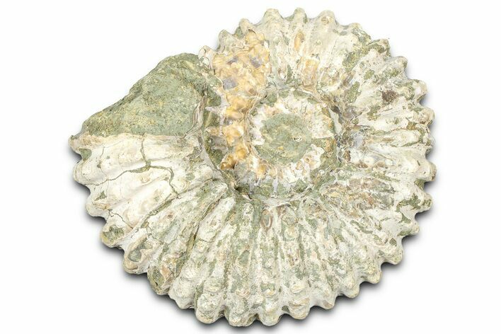 Bumpy Ammonite (Douvilleiceras) Fossil - Madagascar #361130